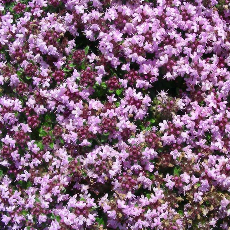 Thymus pseudolanuginosus - Thym laineux