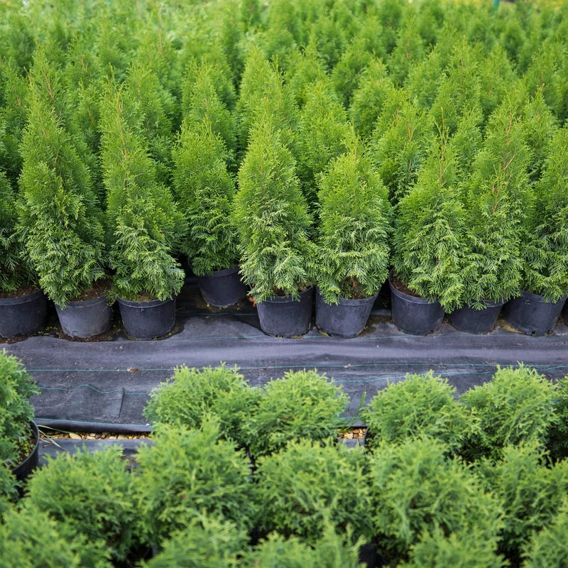 Thuya occidentalis 'Nigra' - Thuya du Canada 'Nigra' (Cèdre noir)