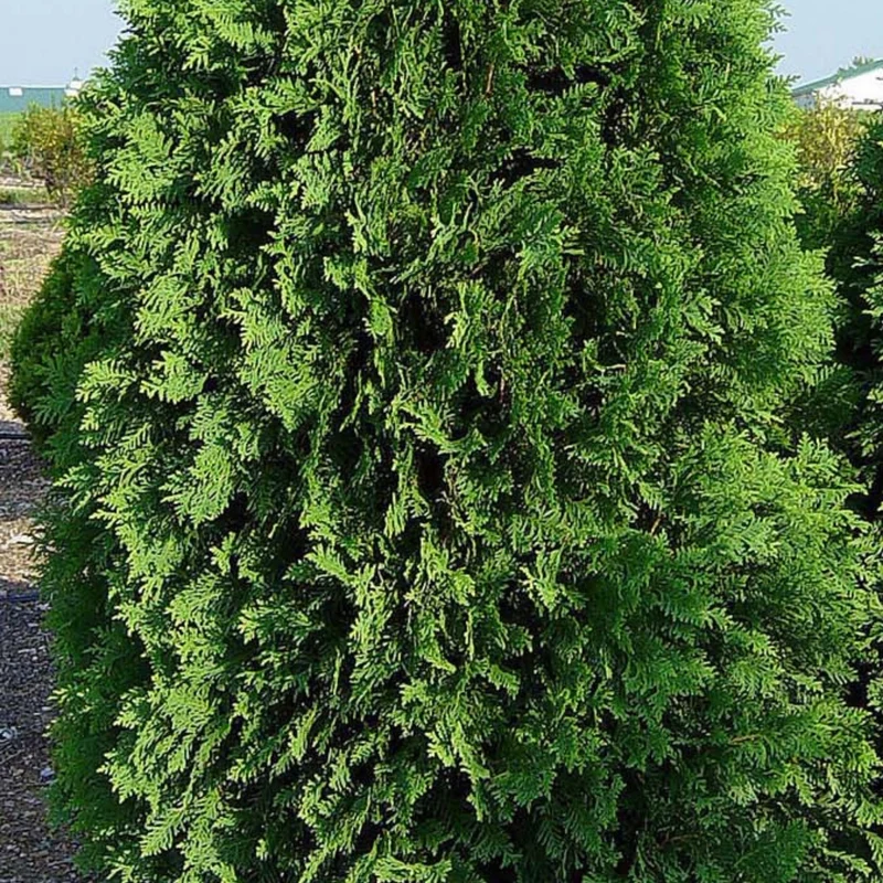 Thuya occidentalis 'Nigra' - Thuya du Canada 'Nigra' (Cèdre noir)