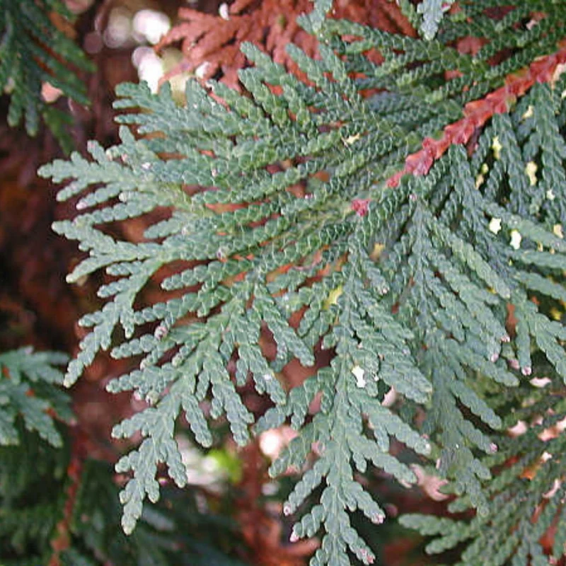Thuya occidentalis 'Nigra' - Thuya du Canada 'Nigra' (Cèdre noir)