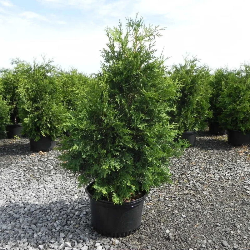 Thuya occidentalis 'Nigra' - Thuya du Canada 'Nigra' (Cèdre noir)