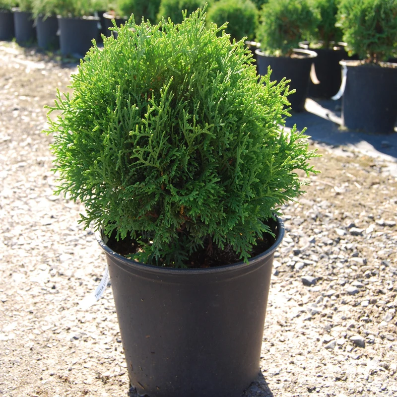 Thuya occidentalis 'Little Giant - Cèdre globe 'Little Giant'