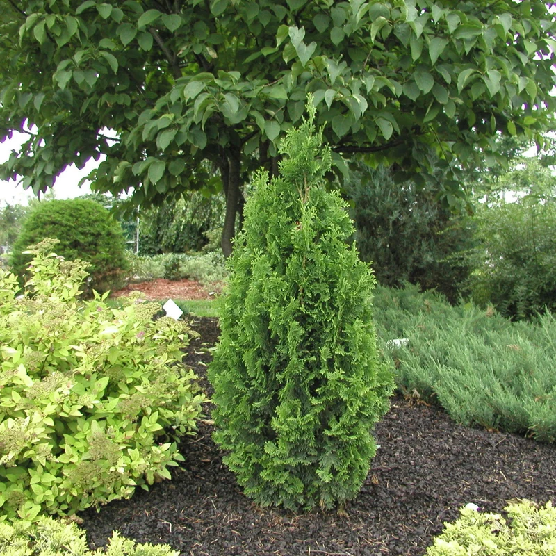 Thuja occidentalis 'Degroot's Spire' – Thuya 'Degroot's Spire' (Cèdre)