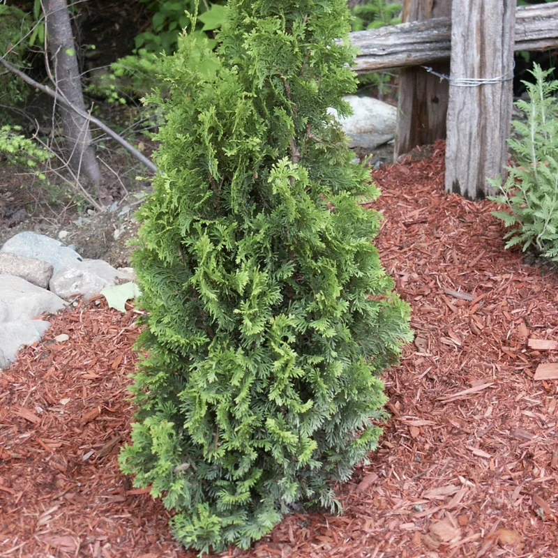 Thuja occidentalis 'Degroot's Spire' – Thuya 'Degroot's Spire' (Cèdre)