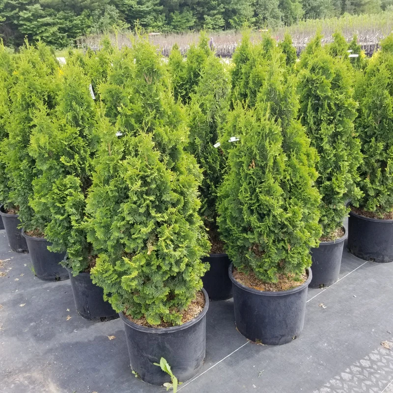 Thuja occidentalis 'Degroot's Spire' – Thuya 'Degroot's Spire' (Cèdre)