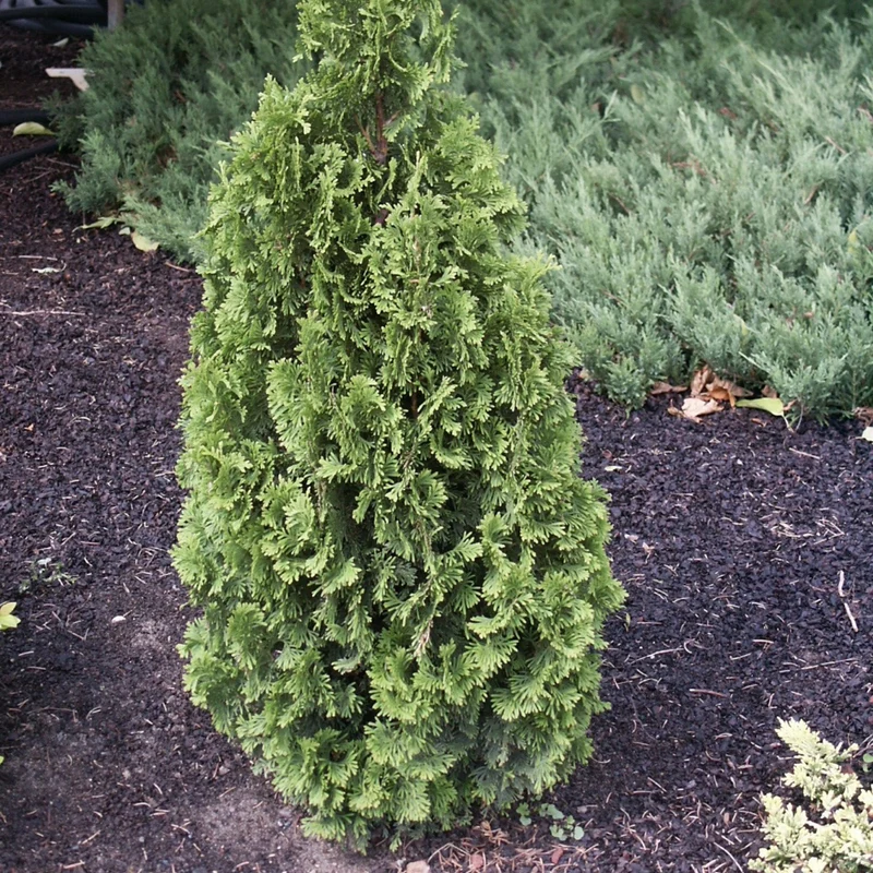 Thuja occidentalis 'Degroot's Spire' – Thuya 'Degroot's Spire' (Cèdre)