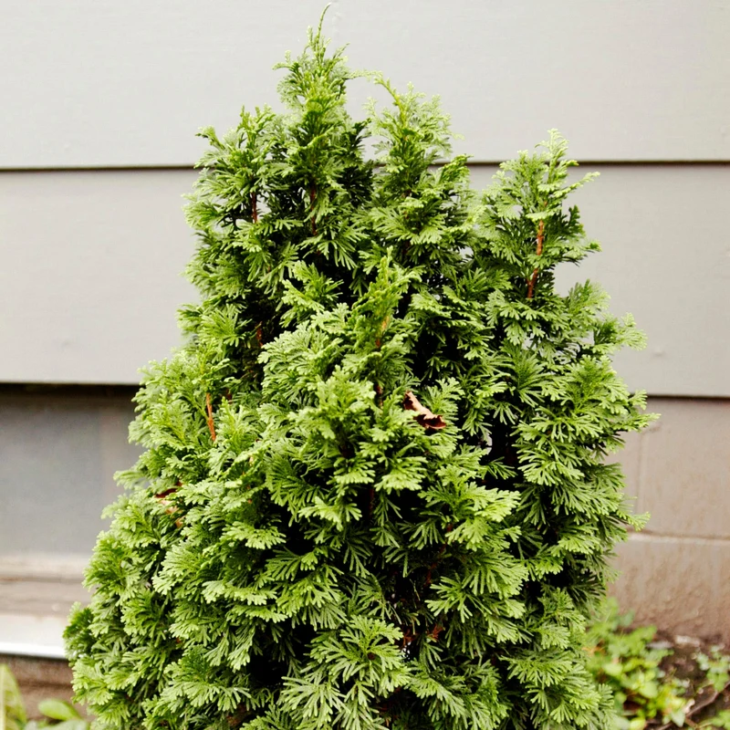 Thuja occidentalis 'Degroot's Spire' – Thuya 'Degroot's Spire' (Cèdre)