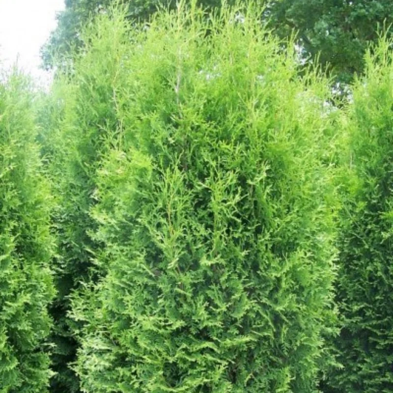 Cèdre 'Brandon'