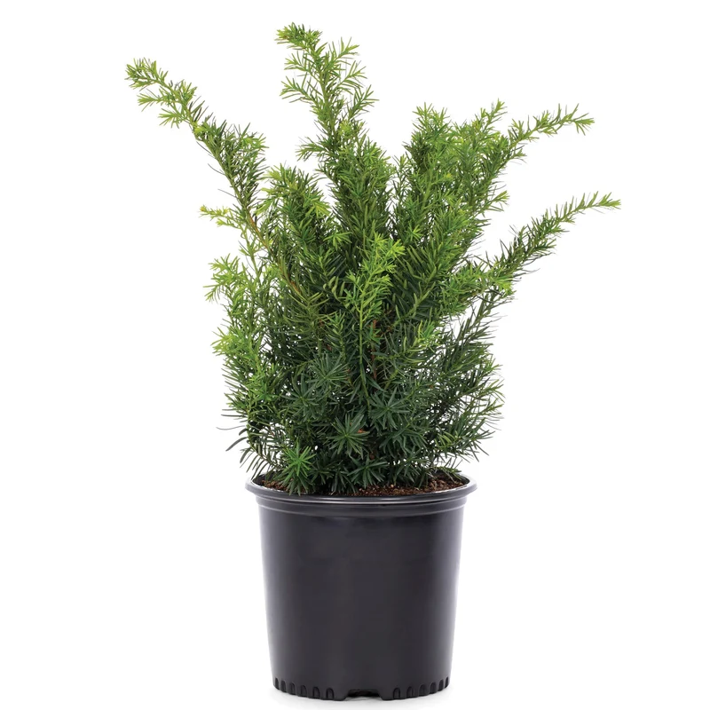 Taxus x media 'Densiformis' – If intermédiaire 'Densiformis'