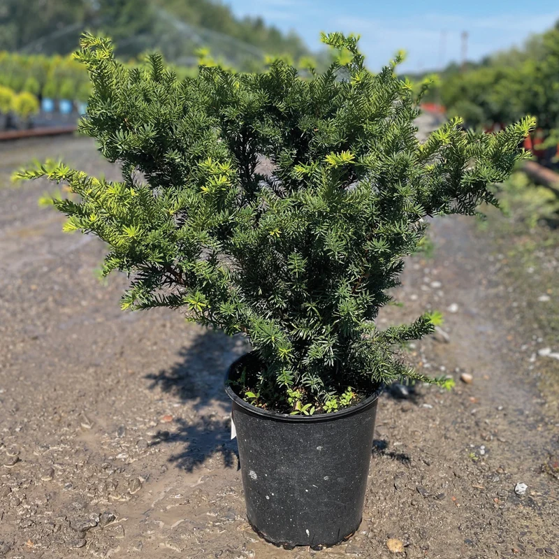 Taxus x media 'Densiformis' – If intermédiaire 'Densiformis'