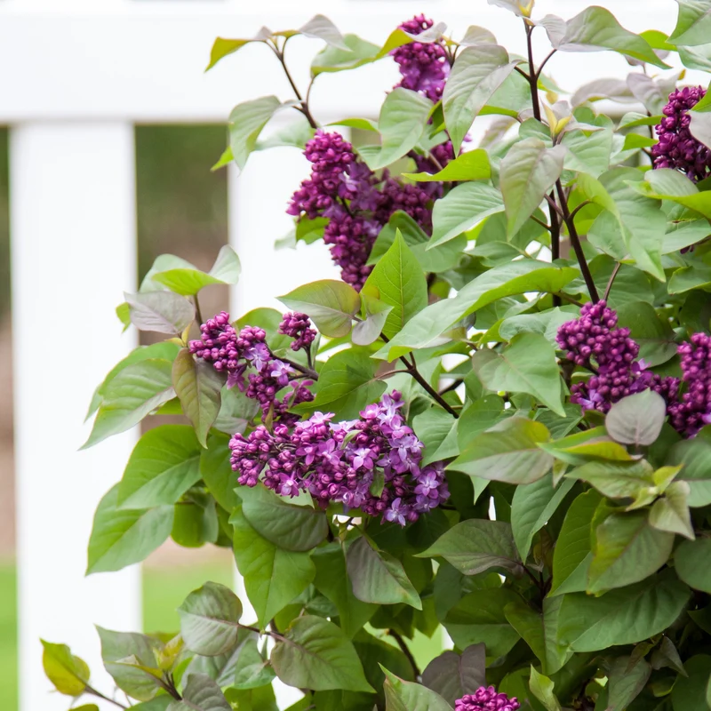 Lilas VIRTUAL VIOLET®