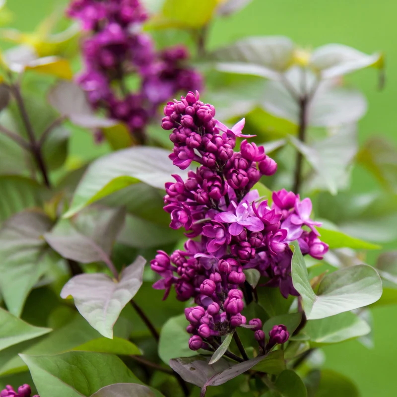 Lilas VIRTUAL VIOLET®