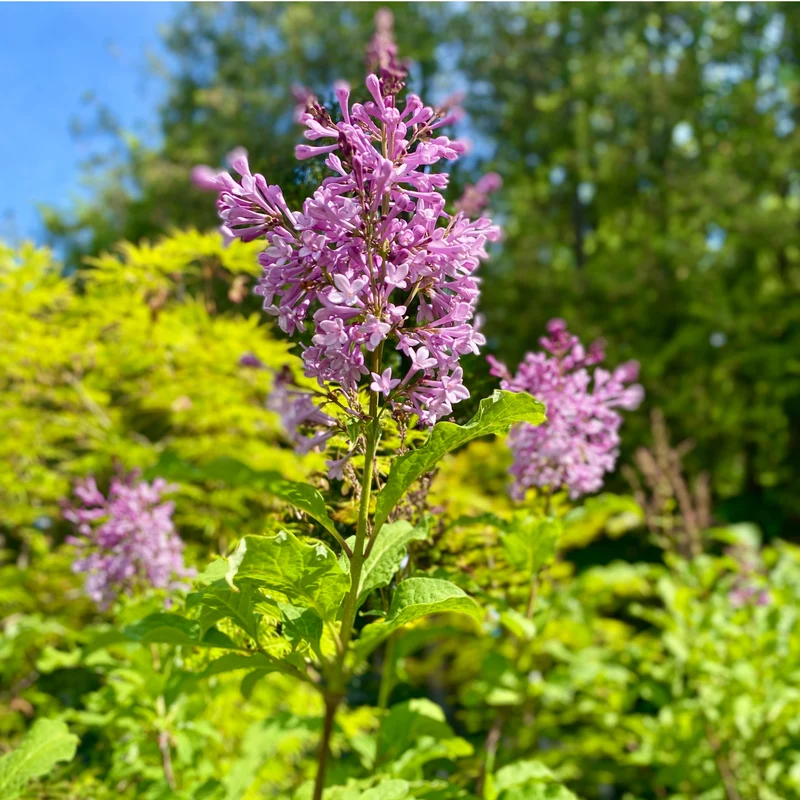Syringa x prestoniae 'Donald Wyman' - Lilas de Preston 'Donald Wyman'