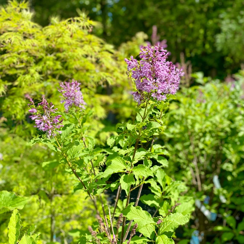 Syringa x prestoniae 'Donald Wyman' - Lilas de Preston 'Donald Wyman'