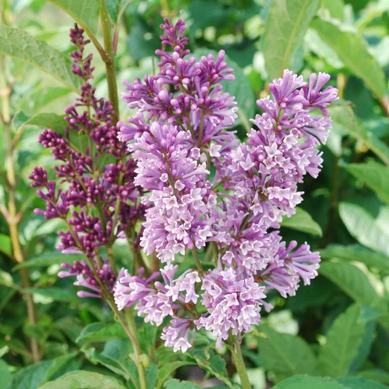 Syringa x prestoniae 'Donald Wyman' - Lilas de Preston 'Donald Wyman'