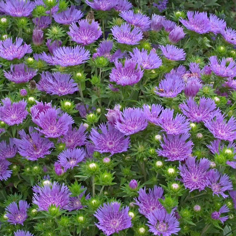 Aster de Stokes 'Peachie's Pick'