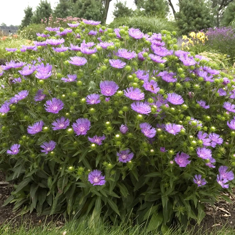 Aster de Stokes 'Peachie's Pick'