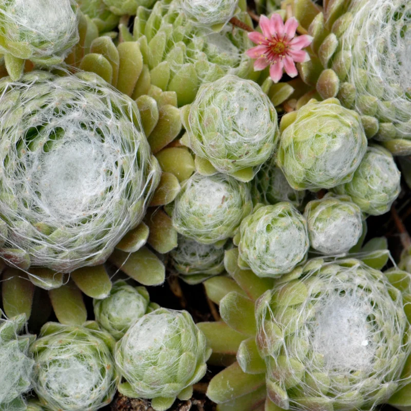 Sempervivum – Joubarbe