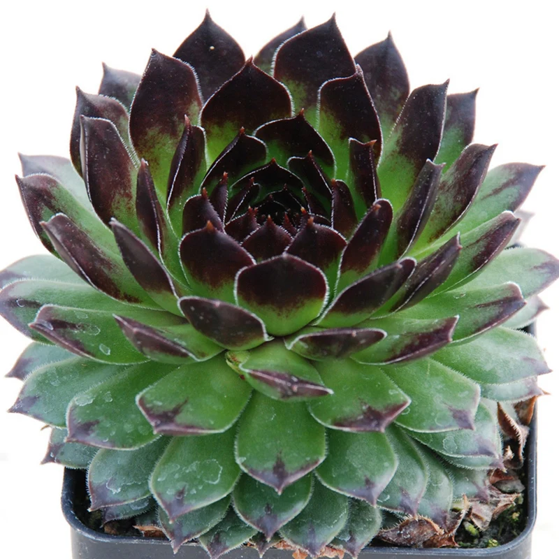 Sempervivum – Joubarbe