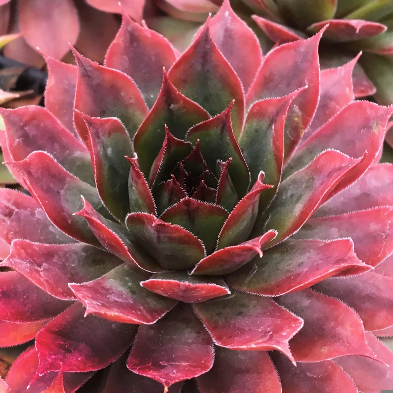 Sempervivum – Joubarbe
