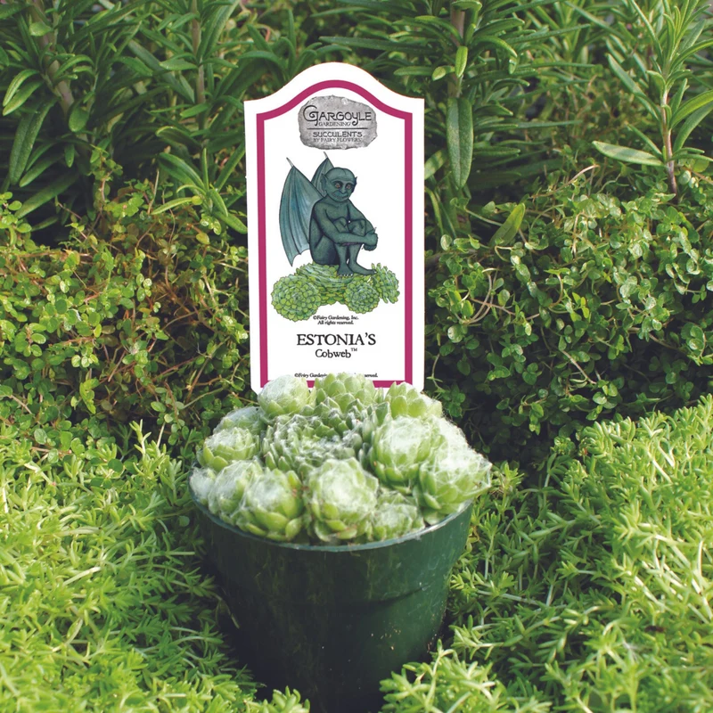 Sempervivum – Joubarbe