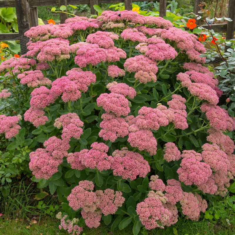 Sedum spectabile 'Brilliant' - Grand Orpin d'automne 'Brillant'