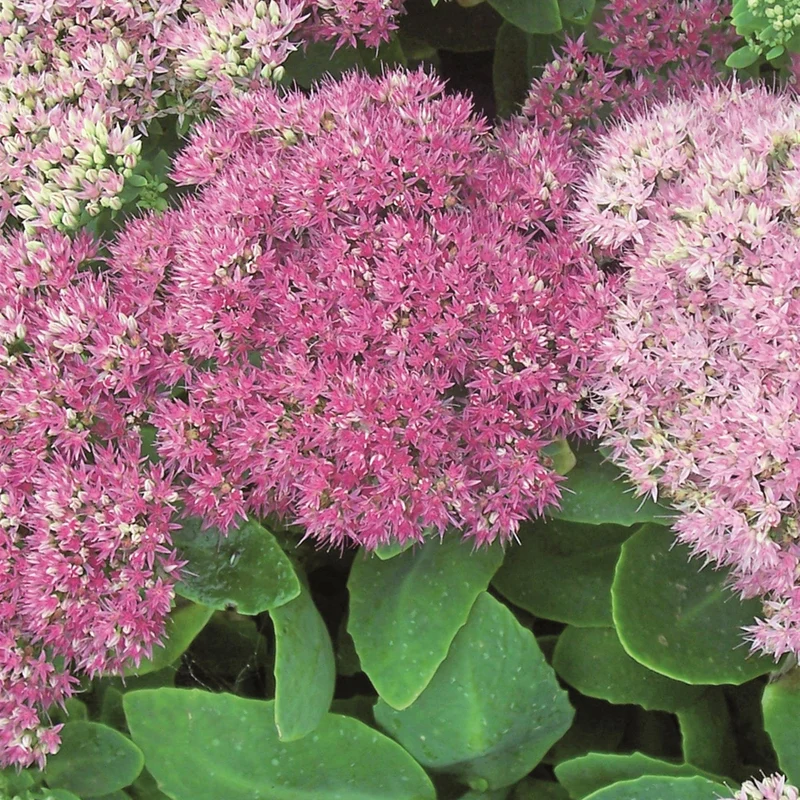 Sedum spectabile 'Brilliant' - Grand Orpin d'automne 'Brillant'
