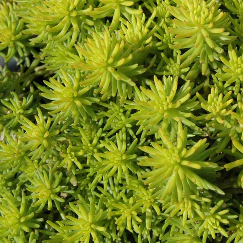 Sedum reflexum 'Angelina' – Orpin des rochers 'Angelina'