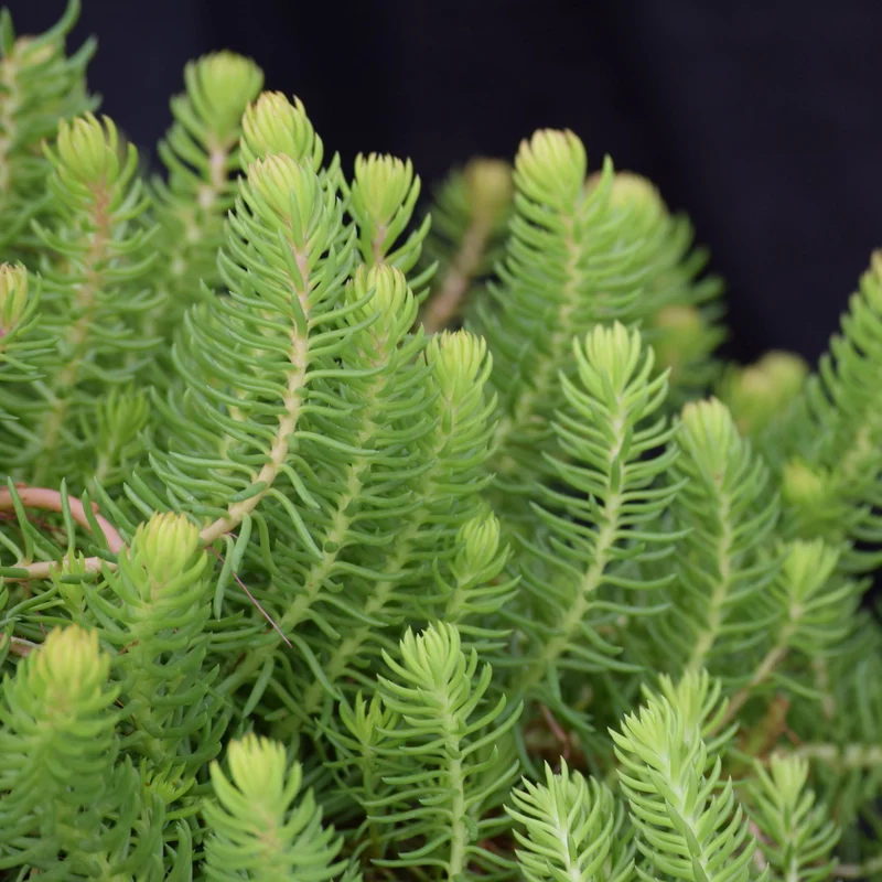 Sedum reflexum 'Angelina' – Orpin des rochers 'Angelina'