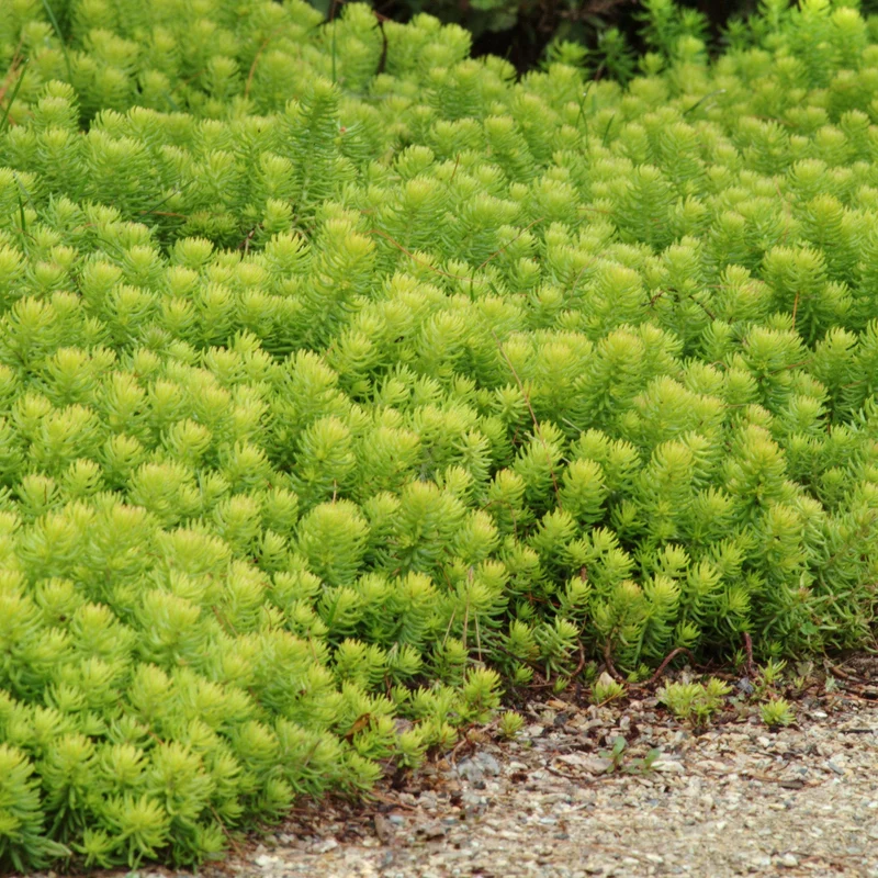 Sedum reflexum 'Angelina' – Orpin des rochers 'Angelina'