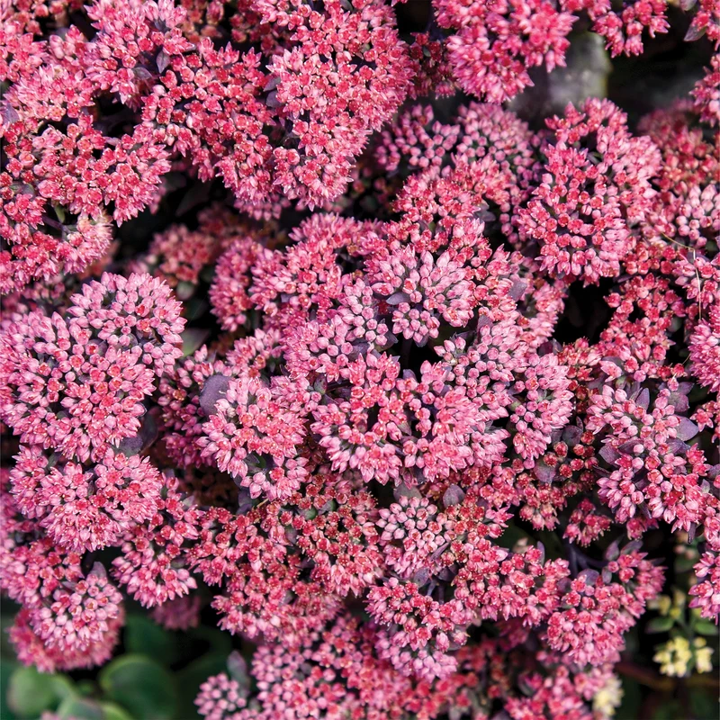 Orpin ROCK 'N GROW® 'Midnight Velvet'