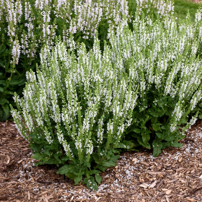 Sauge des Bois 'White Profusion'