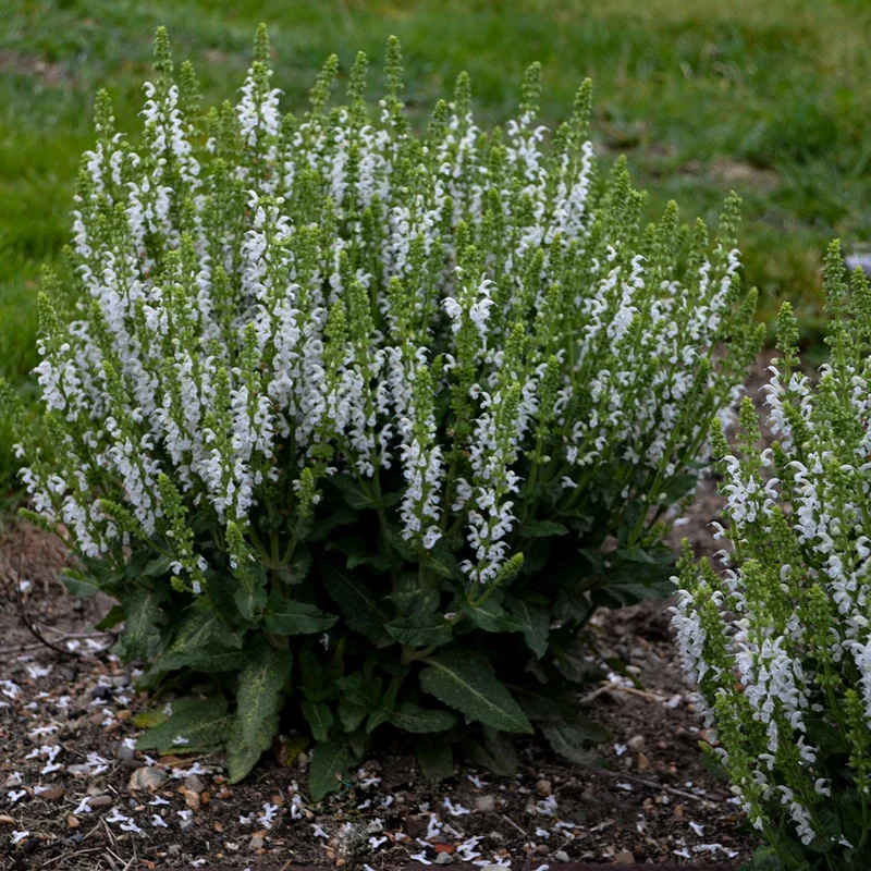 Sauge des Bois 'White Profusion'
