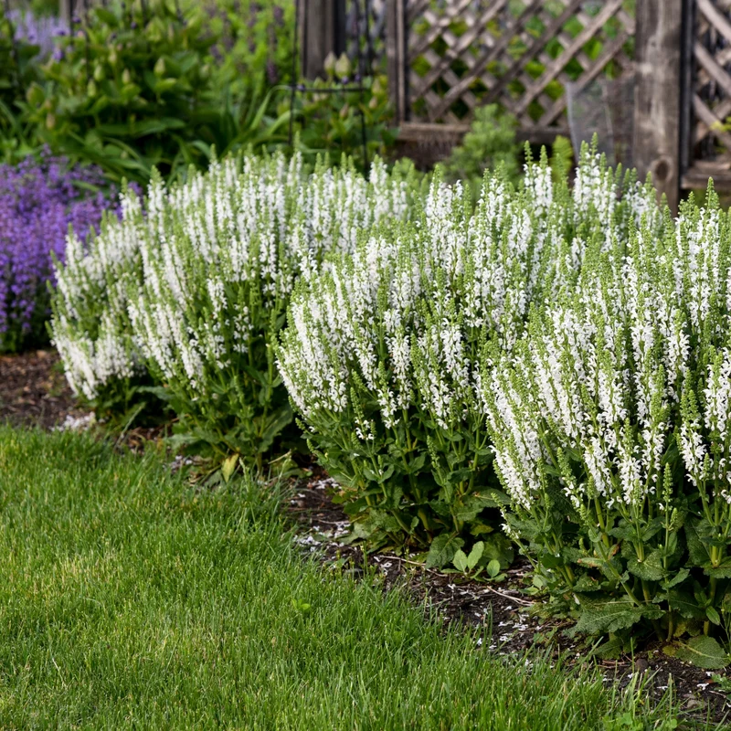 Sauge des Bois 'White Profusion'