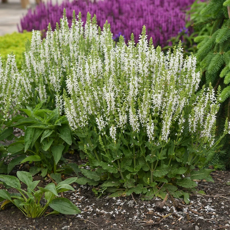Sauge des Bois 'White Profusion'