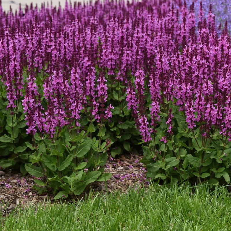 Sauge des Bois 'Rose Marvel'
