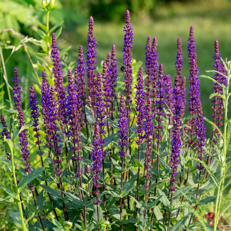 Salvia nemorosa 'Caradonna' – Sauge des bois 'Caradonna'
