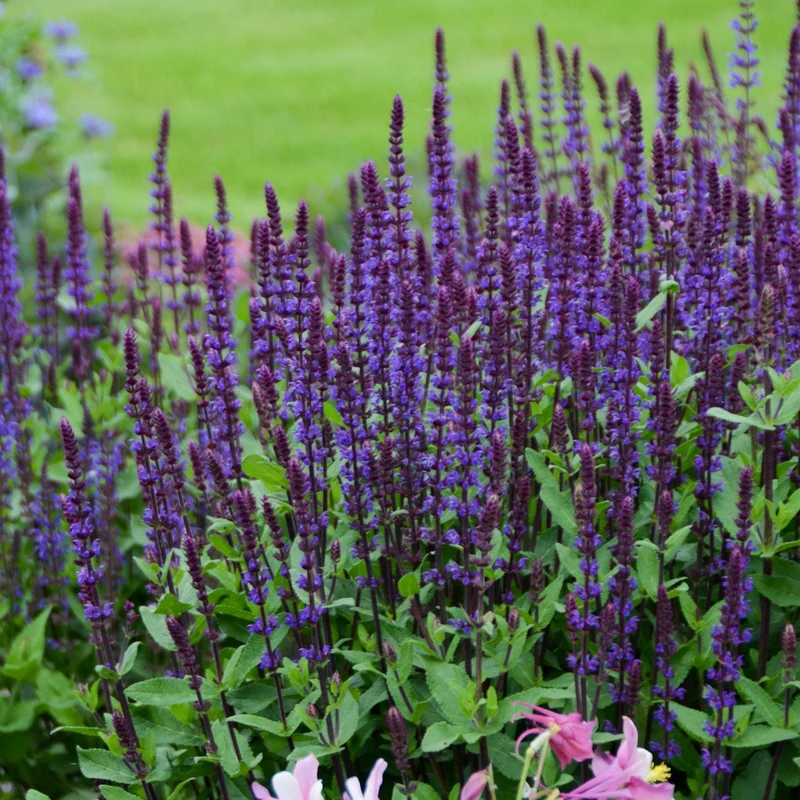 Salvia nemorosa 'Caradonna' – Sauge des bois 'Caradonna'