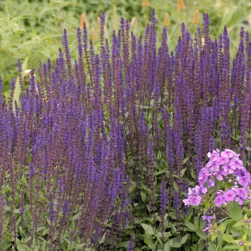 Salvia nemorosa 'Caradonna' – Sauge des bois 'Caradonna'