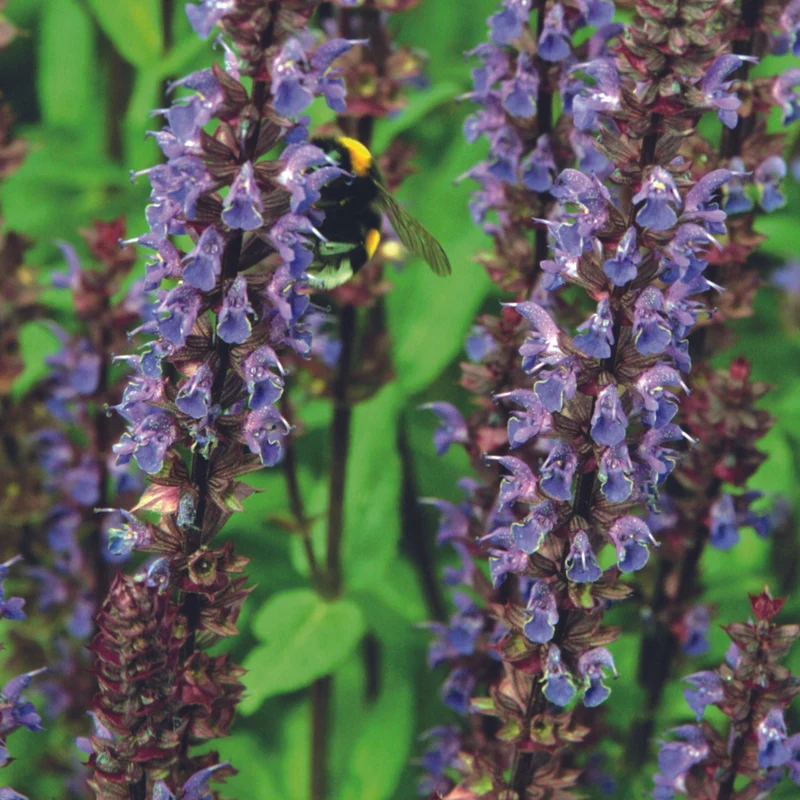Salvia nemorosa 'Caradonna' – Sauge des bois 'Caradonna'