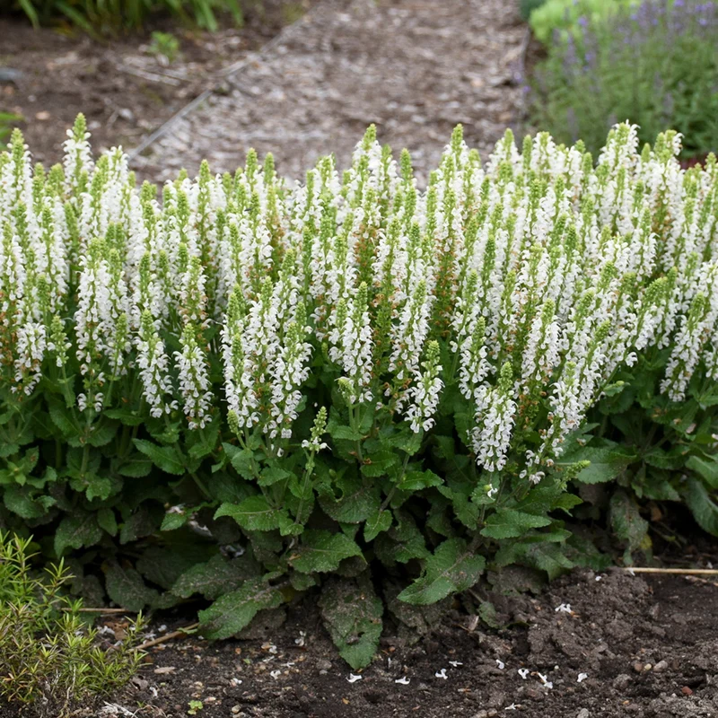 Sauge 'Bumblesnow'
