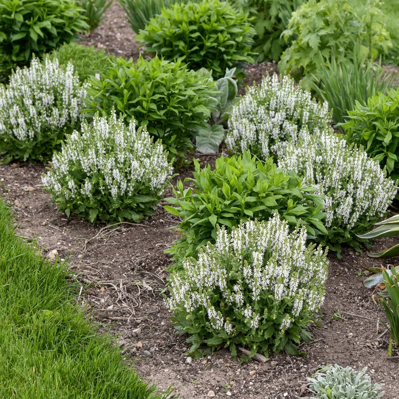 Sauge 'Bumblesnow'