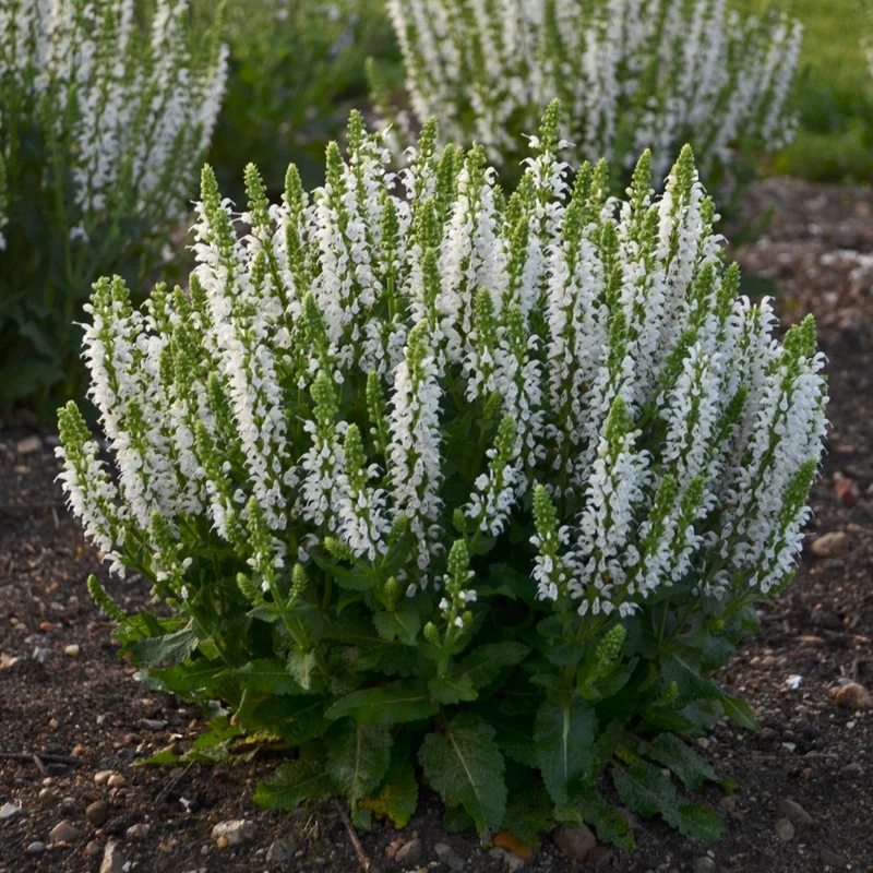 Sauge 'Bumblesnow'