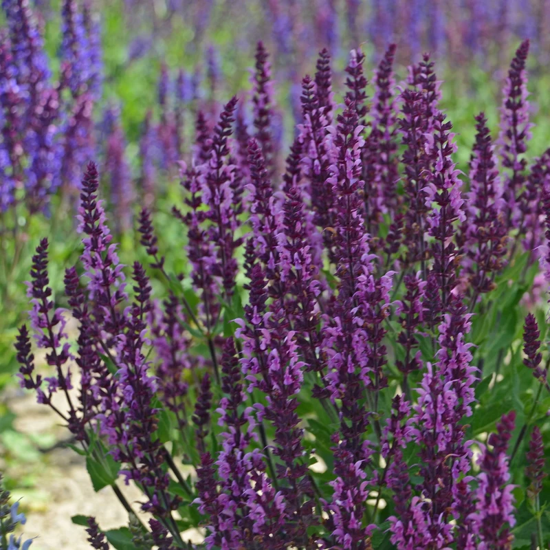 Sauge 'Bumbleberry'