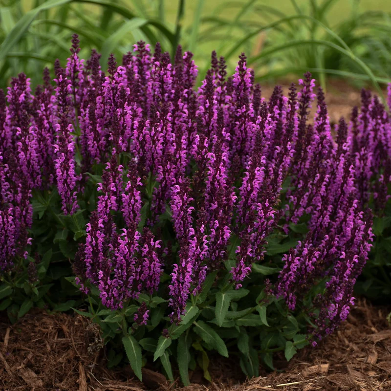 Sauge 'Bumbleberry'