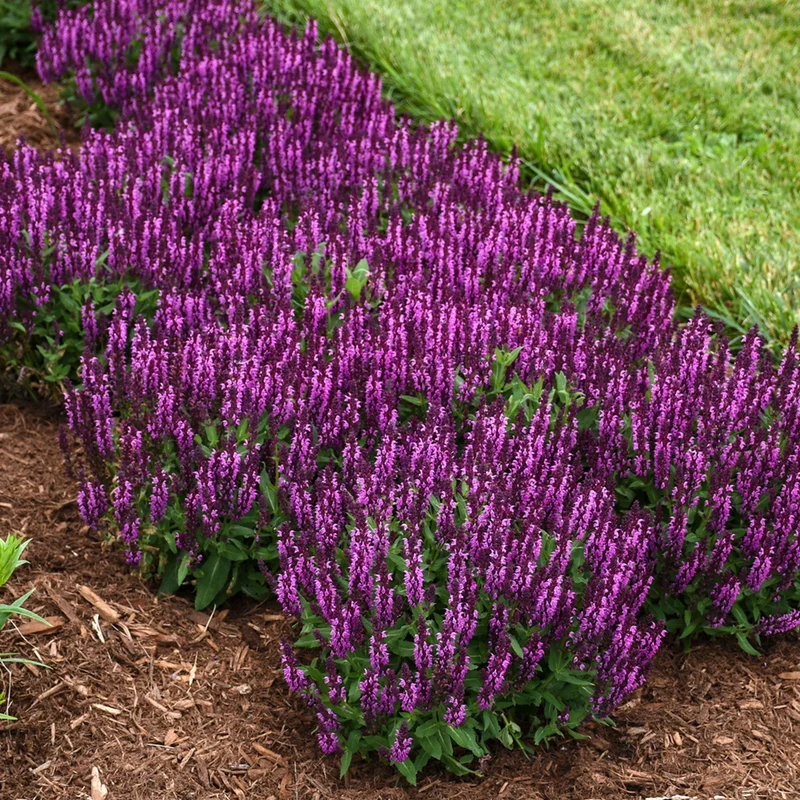 Sauge 'Bumbleberry'