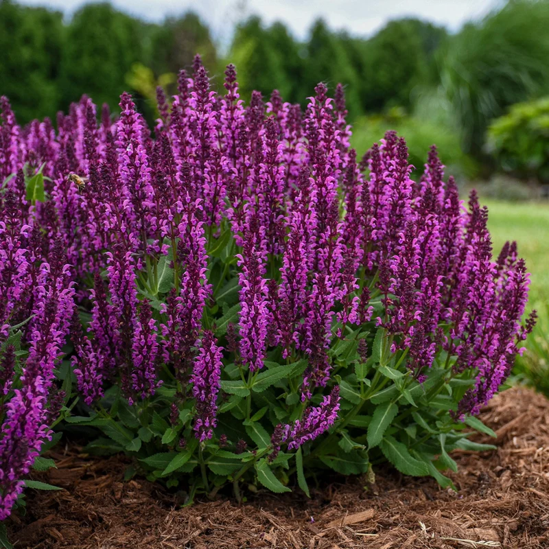 Sauge 'Bumbleberry'