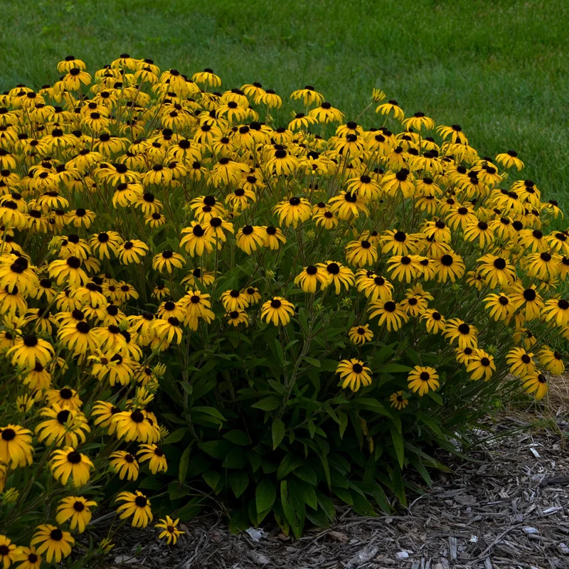 Rudbeckie 'American Goldrush'