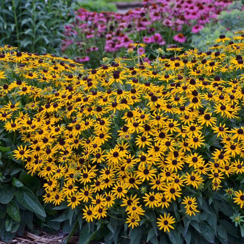 Rudbeckie 'Little Goldstar'