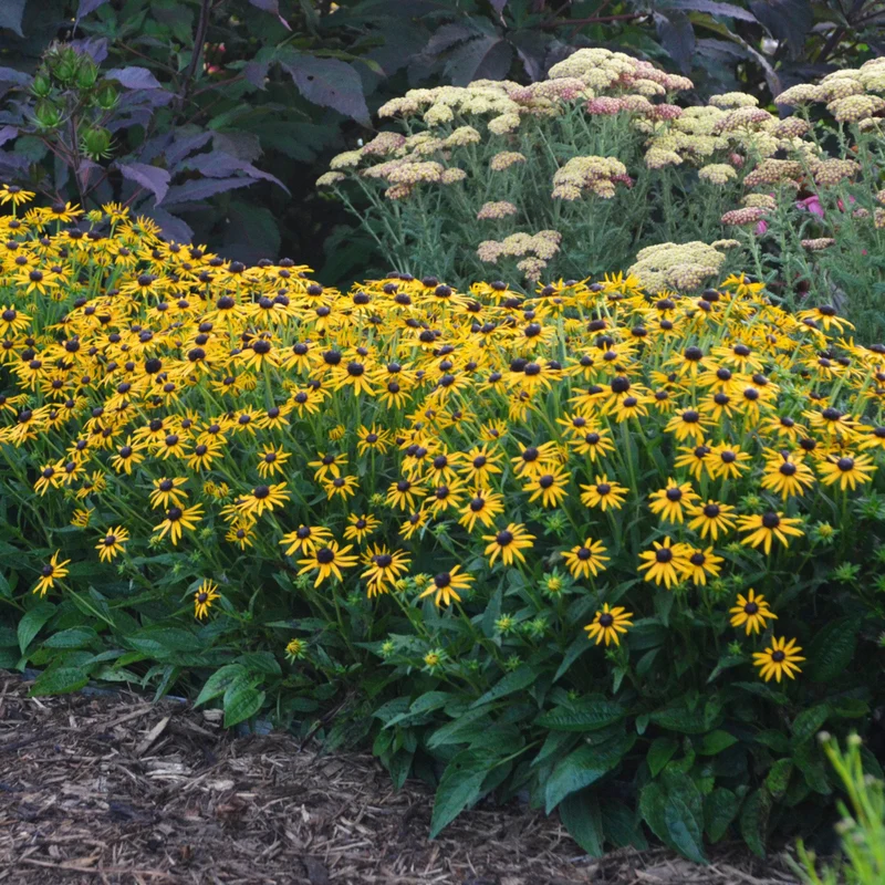 Rudbeckie 'Little Goldstar'